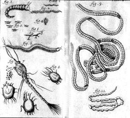 La teoría microbiana.