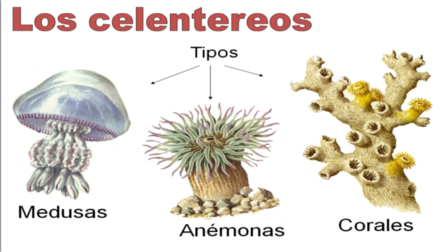 Celentereos