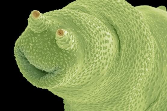 Anthony Van Leeuwenhoek