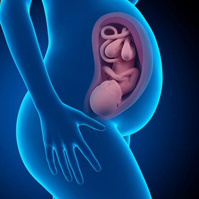 Timeline: DESARROLLO EMBRIONARIO Y FETAL