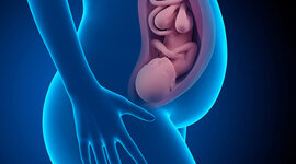 Timeline: DESARROLLO EMBRIONARIO Y FETAL