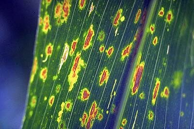 9. Taxonomía de las enfermedades.