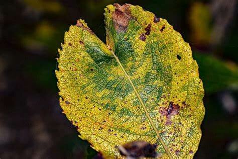 10. Triada de enfermedad en la fitopatología.