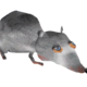Rat with background removebg preview