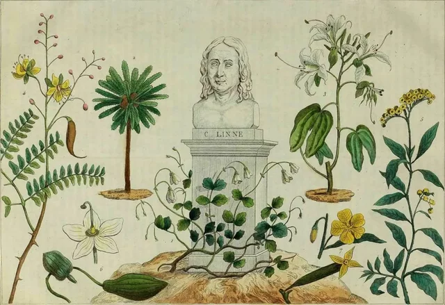 4.	El surgimiento de la teoría humoral