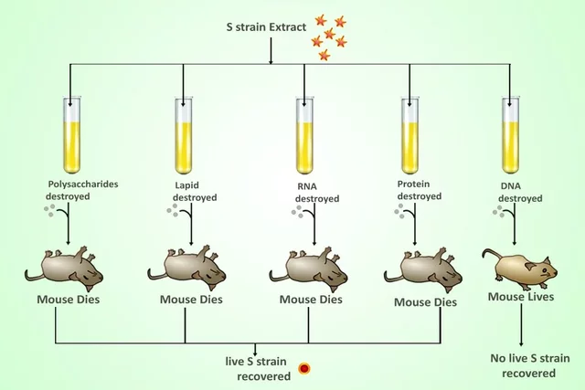Avery, MacLeod and McCarty's experiment