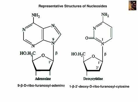 Discovery of Nucleic Acids