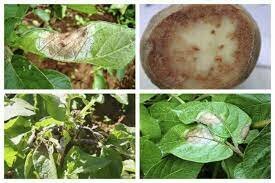 7.	La teoría microbiana sin Pasteur y Koch.