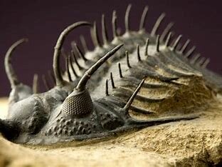 Aparición de gran cantidad de invertebrados marinos con exoesqueleto