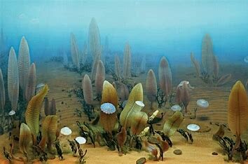 Aparición de la fauna de Ediácara