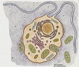 Aparición de los primeros seres vivos