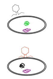 Conclusions of Harsey-Chase Experiment