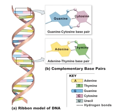 A Double-Stranded Helix shaped DNA