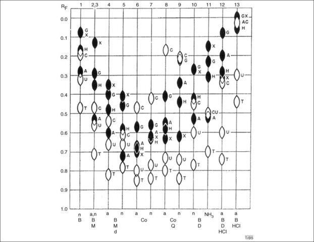 Erwin Chargoff was Counting Nucleobasesm (1952)