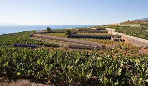 Nuevos cultivos (Siglo XIX)