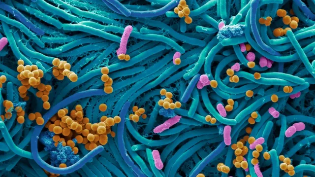 La Teoría Microbiana
