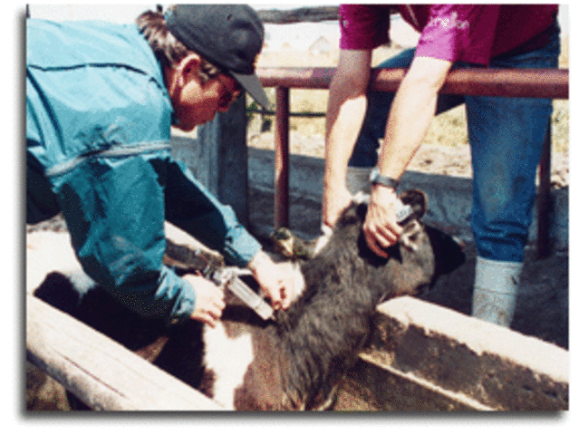 Sanidad y Protección Animal