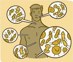 La teoría microbiana