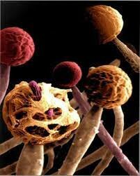 Taxonomía de las enfermedades