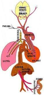 (130 – 2000 d.C.) Autor: Galeno En el Imperio Romano