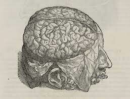 (1514 – 1564)  Autor: Andrés Vesalio El Renacimiento