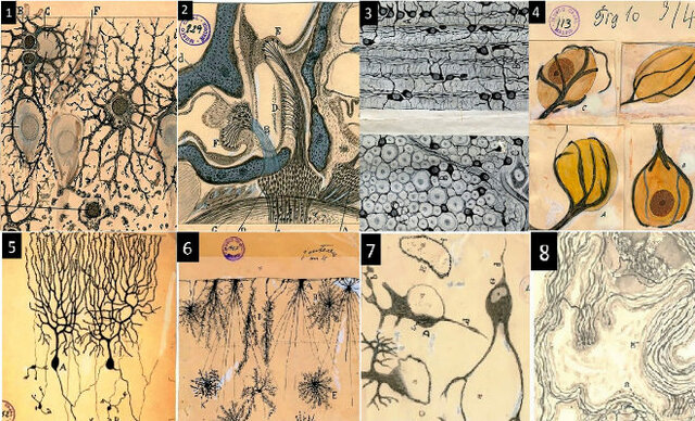 (1887) Autor: Santiago Ramón y Cajal.