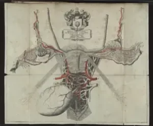 (1637 - 1680) Autor: Juan Swammerdan