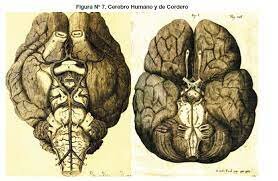 (1621 - 1675) Autor: Thomas Willis