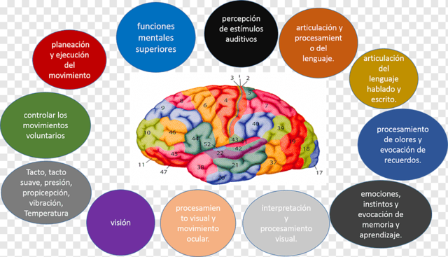 (1868 - 1918) Autor: Korbinian Brodmann