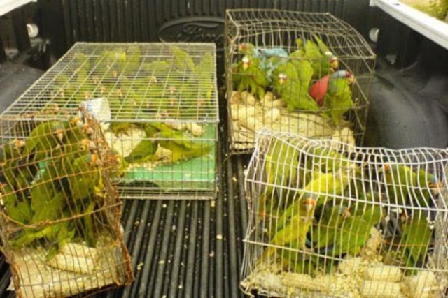 Reglamento de ferias animales