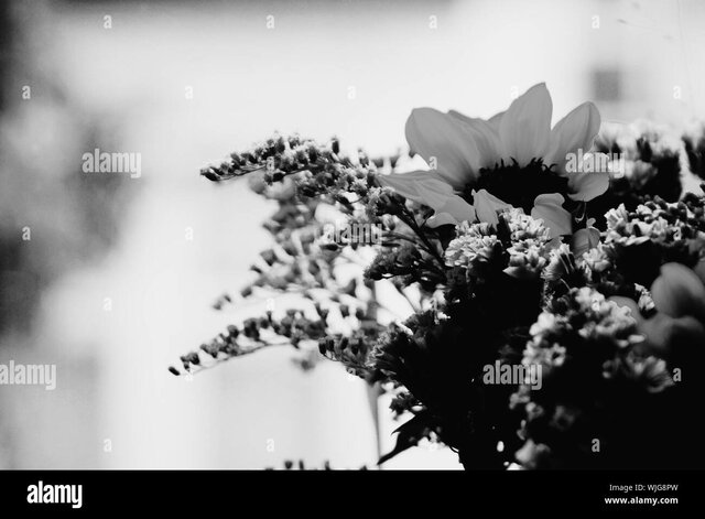 Teofrasto (IV-III a.c.)