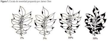 1810 epidemia ocasionada por el tizón de la patata