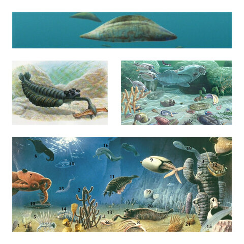 Periodo: Cámbrico hace 544 Ma hasta hace 505 Ma