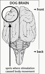 Gustav Fritsch y Edward Hitzig