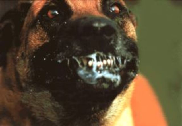 Reglamento de prevención de la rabia en el hombre y en los animales