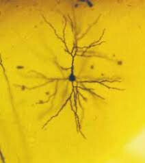 Camilo Golgi- - Santiago Ramon - Cajal