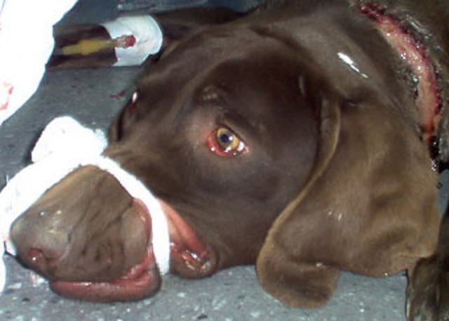 Castigo para maltrato o crueldad con animales