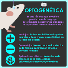 Optogenética
