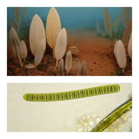 Era: Supereón Precámbrico