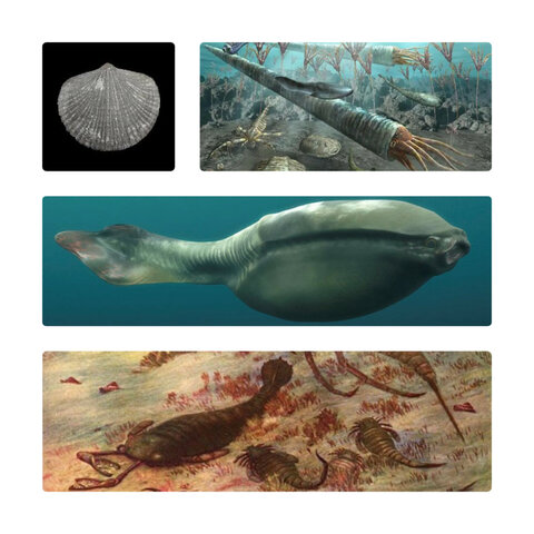 Período: Ordovícico hace 505 Ma hasta hace 440 Ma