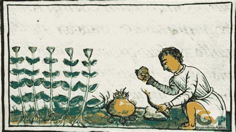 empleo de las plantas