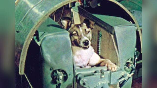 Laika va a al espacio a bordo del satélite artificial Sputnik 2