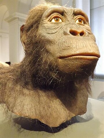 Australopithecus