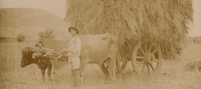 Ganadería en La Laguna