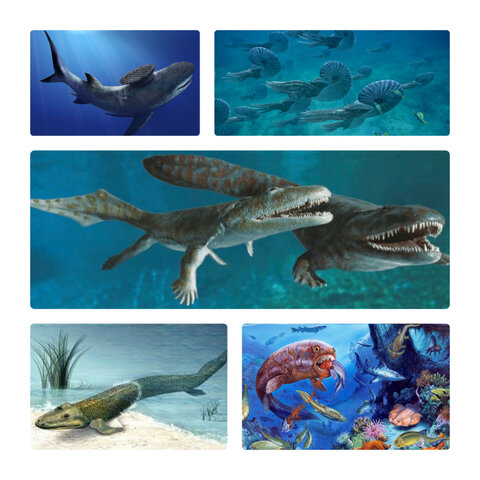 Período: Devónico hace 410 Ma hasta hace 263 Ma