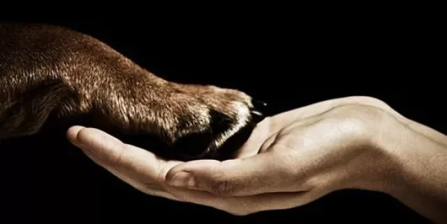 Relaciones con la Animalidad