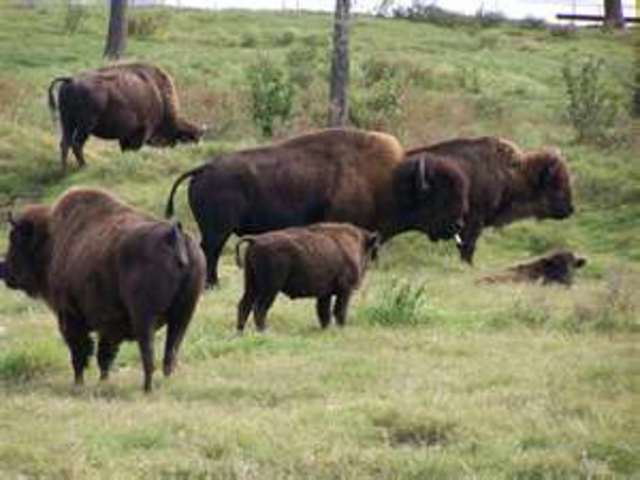 Bison
