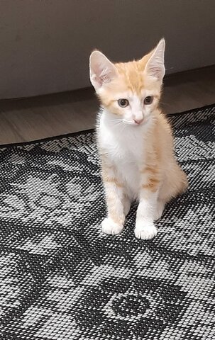 Quando ganhei o Simba (meu gato)