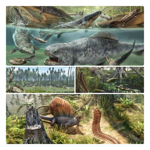 Período: Carbonífero hace 263 Ma hasta hace 290 Ma