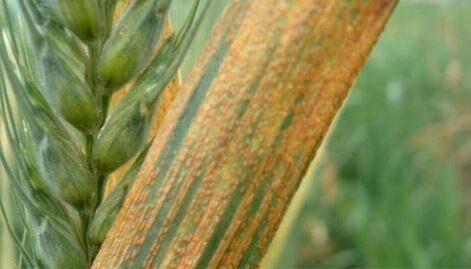 La enfermedad fungosa "ROYA DE LA CEBADA"